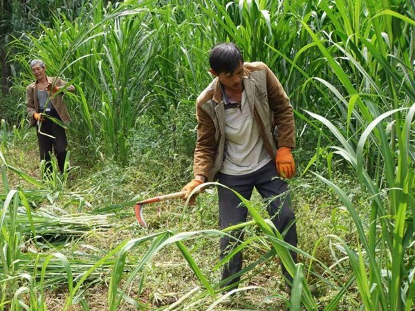 大力士甜高粱一年能割幾次