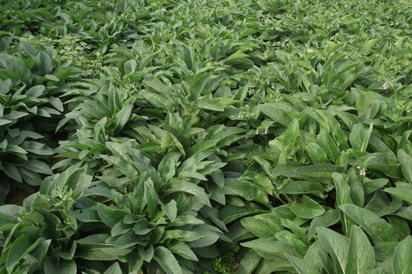 俄羅斯飼料菜的畝產(chǎn)量是多少 俄羅斯飼料菜的畝產(chǎn)量是多少