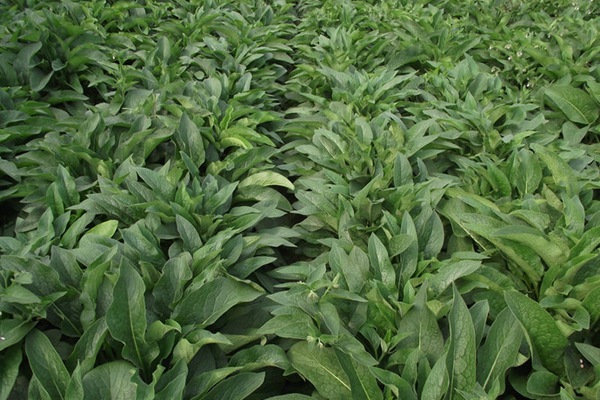 俄羅斯飼料菜的畝產(chǎn)量是多少 俄羅斯飼料菜的畝產(chǎn)量是多少