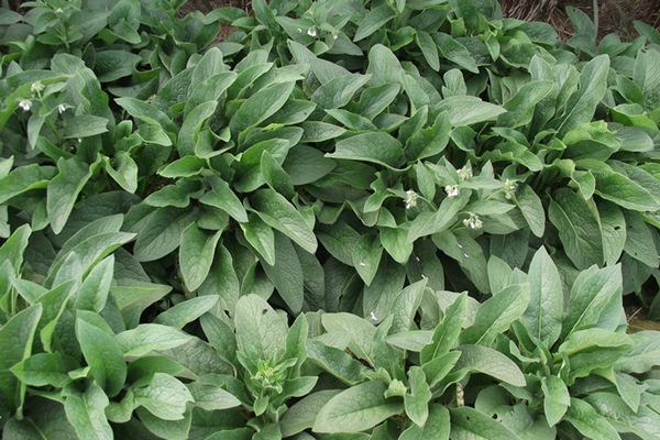 俄羅斯飼料菜的畝產(chǎn)量是多少 俄羅斯飼料菜的畝產(chǎn)量是多少