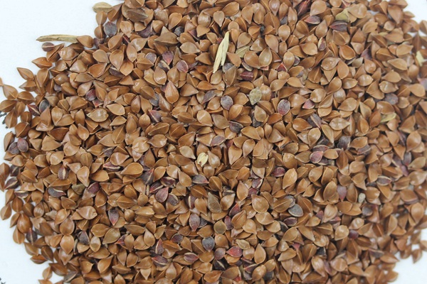 魯梅克斯種子哪里有賣？