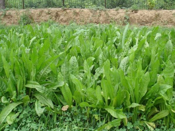 魯梅克斯牧草的優缺點都有哪些