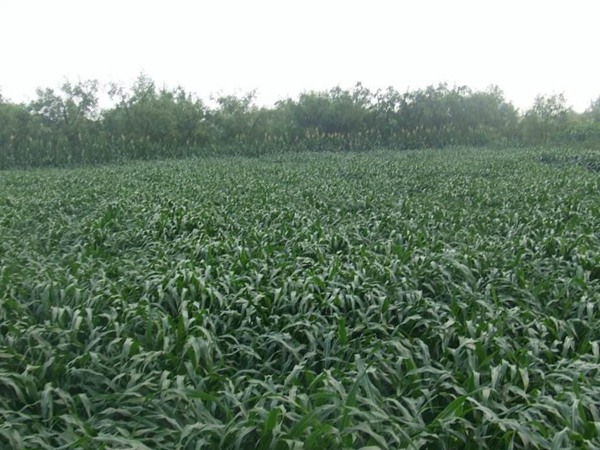 哪種飼草養(yǎng)羊育肥效果好 哪種飼草養(yǎng)羊育肥效果好