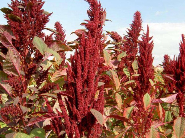 飼草和牧草有什么區別? 飼草和牧草有什么區別?