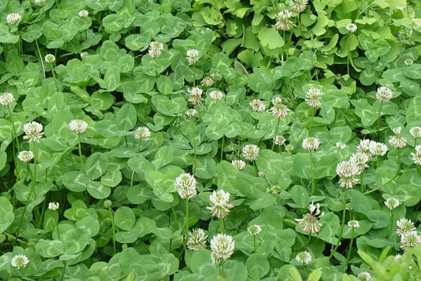 串葉松香草種子價(jià)格，多少錢一斤