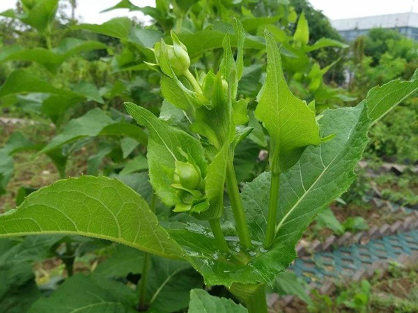 串葉松香草怎樣去毒，營養價值有哪些？
