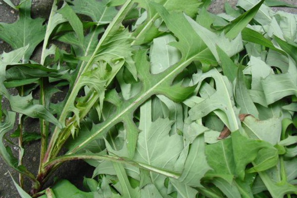 苦荬菜種子價(jià)格多少，多少錢一斤種子？