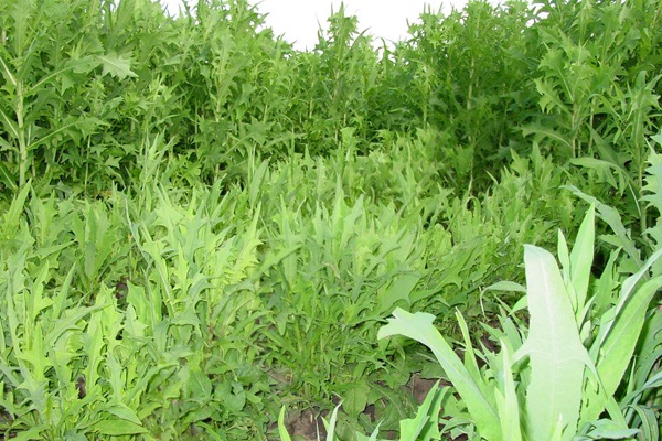 苦荬菜種子價(jià)格多少，多少錢一斤種子？