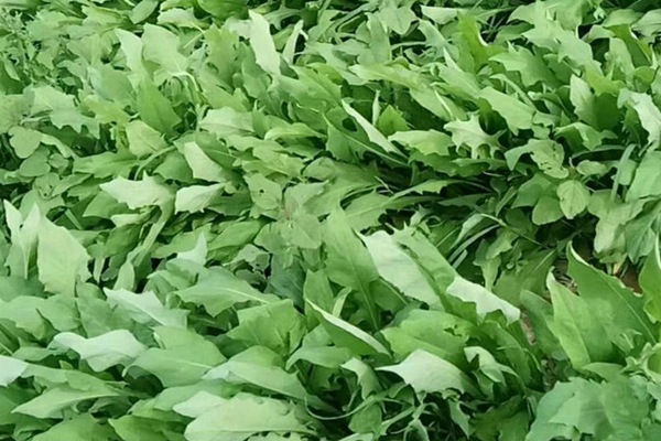 苦荬菜種子價(jià)格多少，多少錢一斤種子？