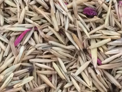 [冰草]冰草種子價(jià)格_哪里有賣(mài)