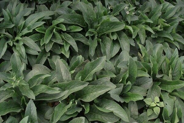 北方速生的飼草品種有哪些 北方速生的飼草品種有哪些