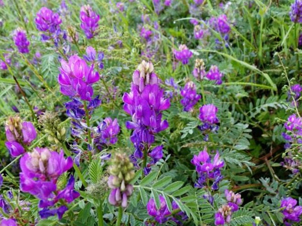 北方速生的飼草品種有哪些 北方速生的飼草品種有哪些