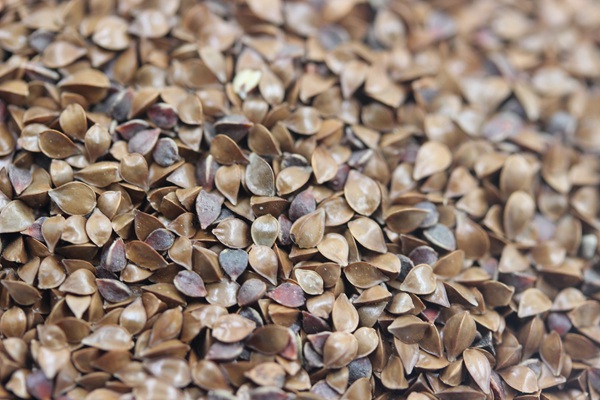 魯梅克斯種子多少錢一斤