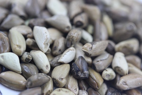 墨西哥玉米草畝播種量多少？如何播種