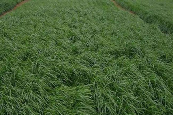 特高黑麥草種子多少錢一斤？如何購買優質種子