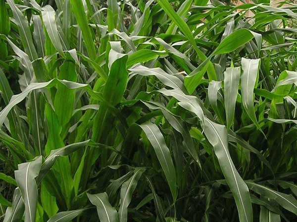 墨西哥玉米草種子畝播種用量 墨西哥玉米草種子畝播種用量