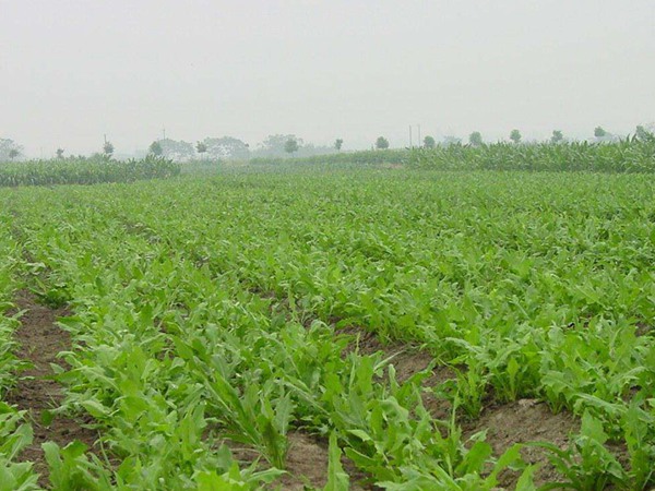 牧草和飼草的區(qū)別,各有什么特點(diǎn) 牧草和飼草的區(qū)別,各有什么特點(diǎn)