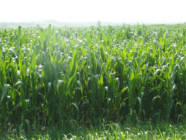 美國高丹草種子畝播種用量，如何播種