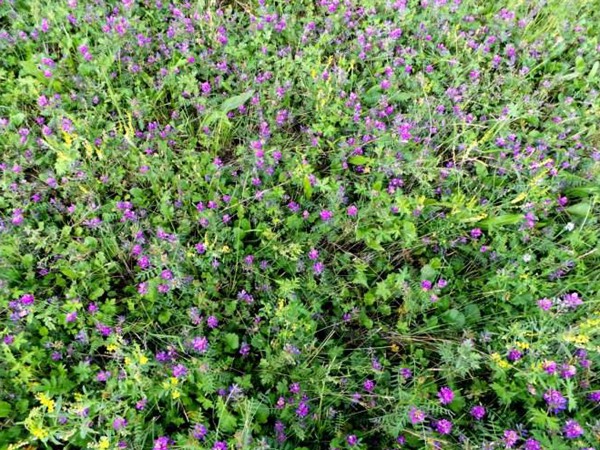 沙打旺種子價格,一畝地種多少 沙打旺種子價格,一畝地種多少