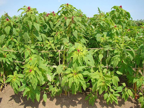 種植籽粒莧的經(jīng)濟效益如何，怎樣提高效益