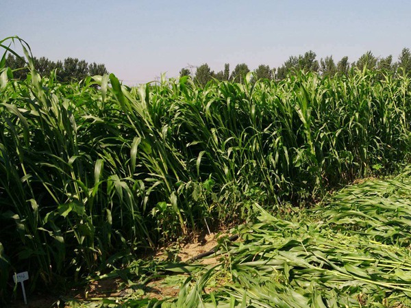 飼草甜高粱可以割幾茬，畝產量多少
