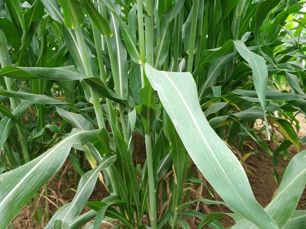 飼草甜高粱可以割幾茬，畝產量多少
