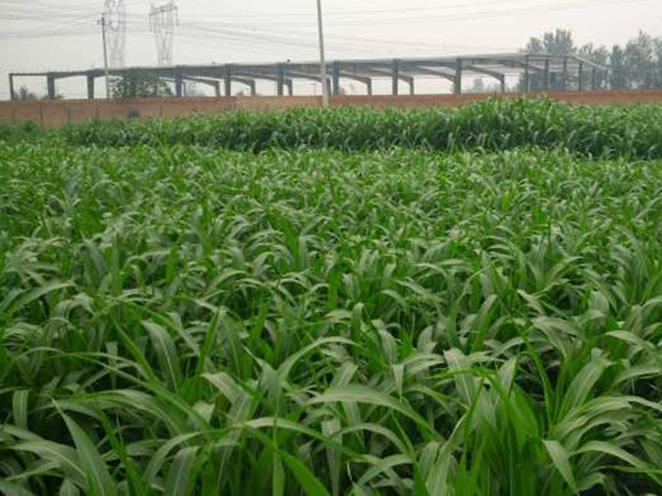 飼草甜高粱可以割幾茬，畝產量多少
