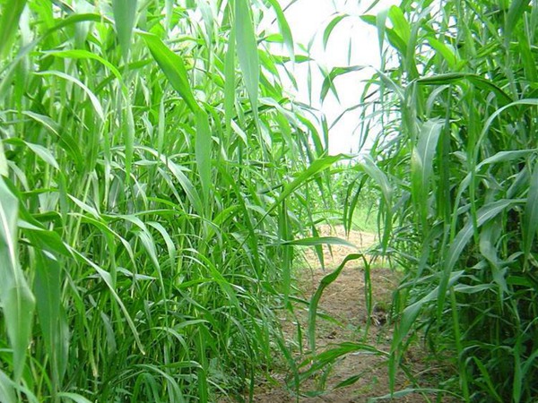 適合做飼草的甜高梁，營(yíng)養(yǎng)價(jià)值怎么樣