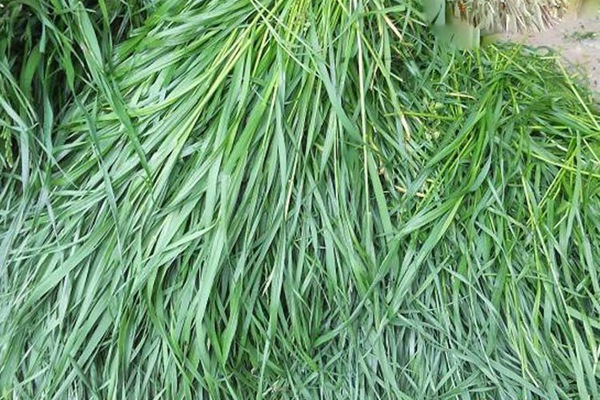 適合在廣東種植的飼草，如何種植