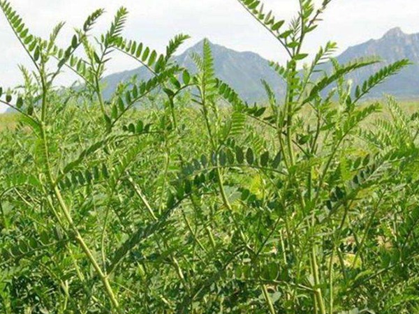 沙打旺和苜蓿草相比較，哪個更好