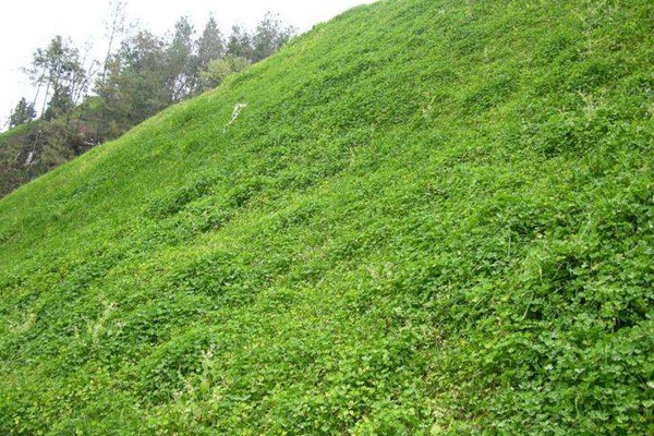 白三葉的種植技術要點以及收割技巧