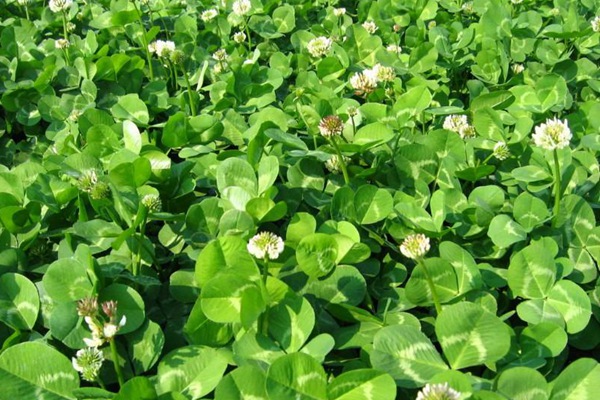 白三葉的種植技術要點以及收割技巧