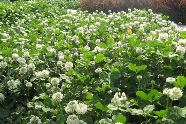 白三葉播種有什么方法和技巧 白三葉播種有什么方法和技巧