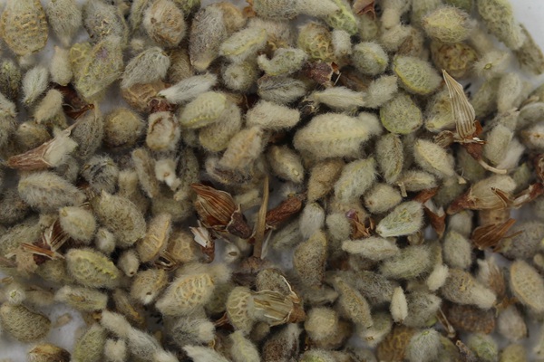 牧草種植前景 常見牧草的栽培技術與管理