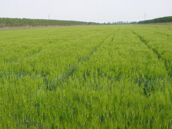 牧草種植前景 常見牧草的栽培技術與管理