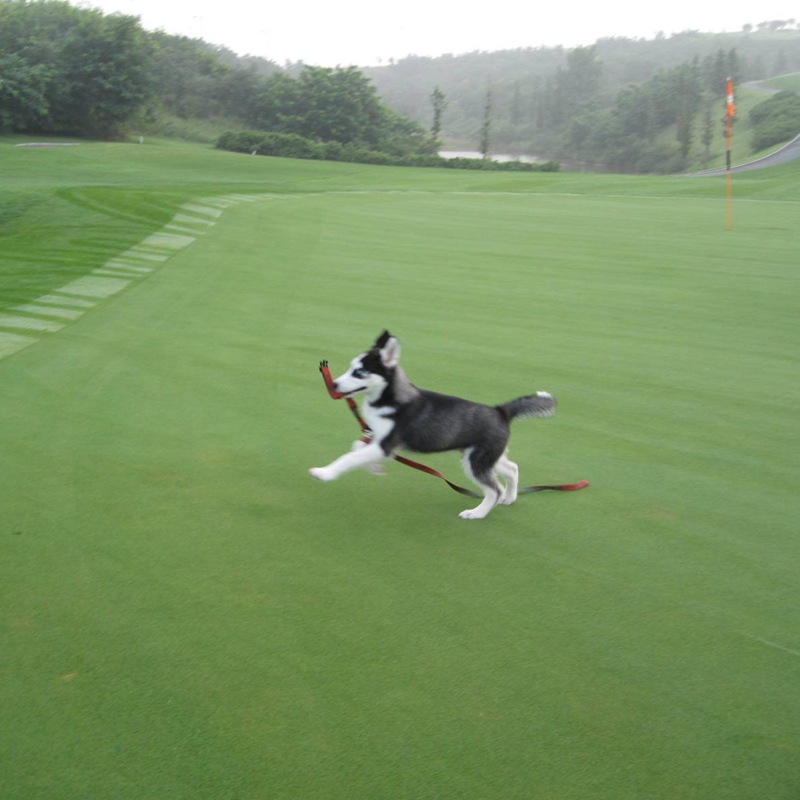 狗牙根種子 狗牙根種子