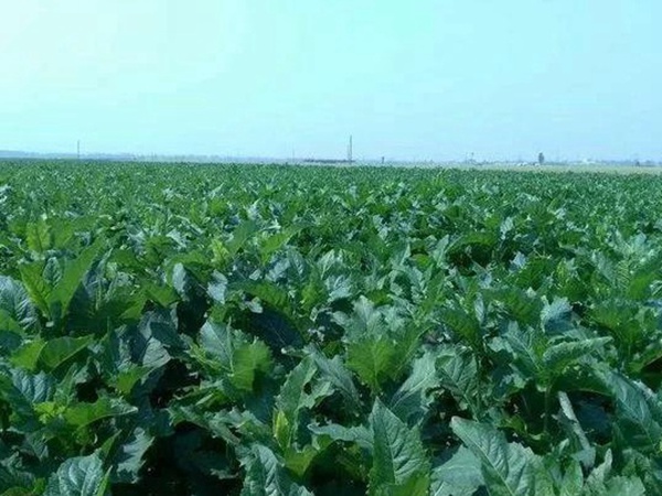 串葉松香草人工種植的時候怎么樣能高產? 串葉松香草人工種植的時候怎么樣能高產?