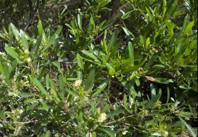 車桑子繁殖方式以及主要經濟價值 車桑子繁殖方式以及主要經濟價值