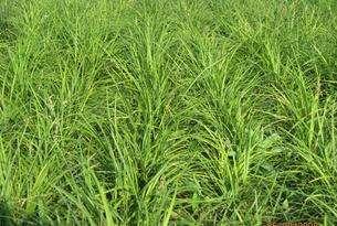 野牛草優點優勢有哪些，野牛草有著非常不錯的經濟價值