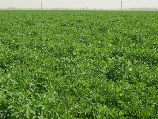 高品質紫花苜蓿牧草種子--巨能7 高品質紫花苜蓿牧草種子--巨能7