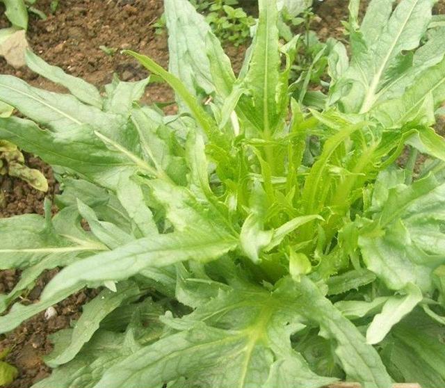 苦荬菜怎樣種植效果好？怎么種植可以高產量