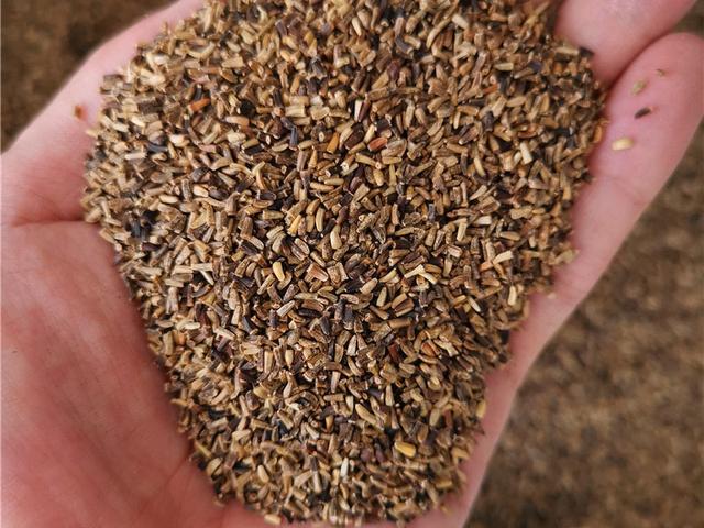 菊苣的主要價(jià)值及種植技術(shù)介紹