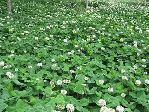 種植白三葉，不但可以綠化環境，而且改善空氣質量