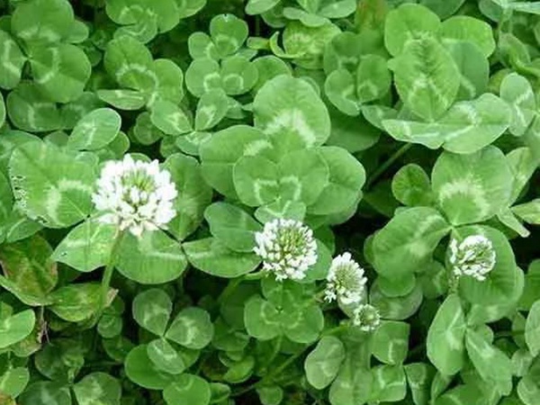 種植白三葉，不但可以綠化環境，而且改善空氣質量