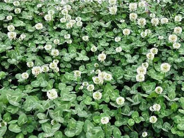 種植白三葉，不但可以綠化環境，而且改善空氣質量