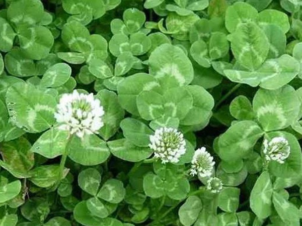 白三葉在北方最佳種植時間是什么時候? 白三葉在北方最佳種植時間是什么時候?