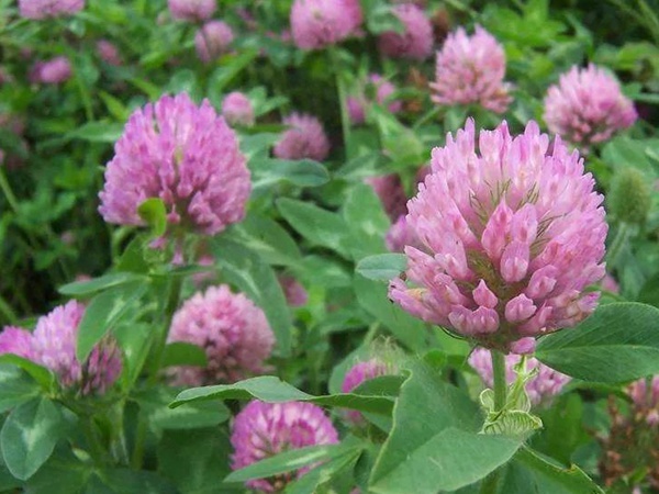 白三葉和紅三葉區別在哪？有什么需要注意的？