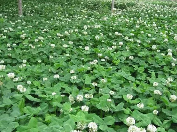 白三葉和紅三葉區別在哪？有什么需要注意的？