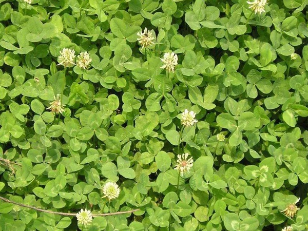 白三葉和紅三葉區別在哪？有什么需要注意的？