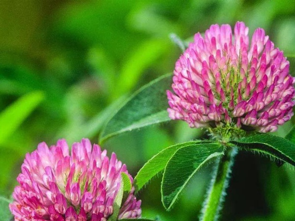 白三葉和紅三葉區別在哪？有什么需要注意的？